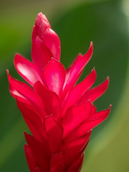 Fiji-Viti Levu Red Ginger Flower (Alpinia purpurata)
